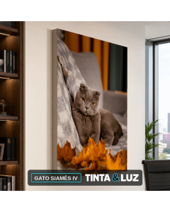 GATO SIAMÉS IV
