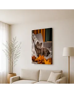 GATO SIAMÉS IV