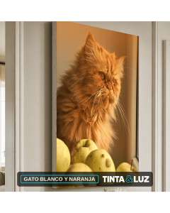 GATO BLANCO Y NARANJA