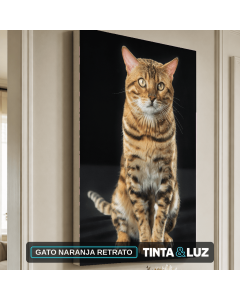 GATO NARANJA RETRATO