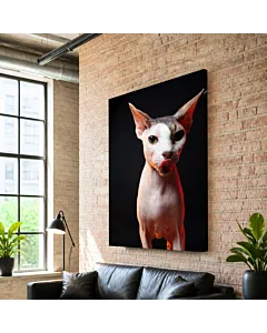 GATO NEGRO Y BLANCO IV