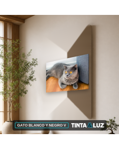 GATO BLANCO Y NEGRO V