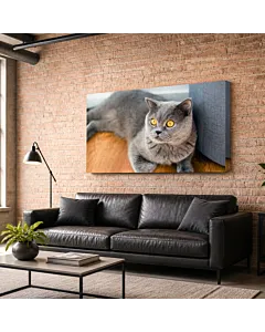 GATO BLANCO Y NEGRO V