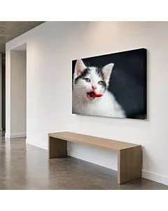 GATO PERSA ESPONJOSO