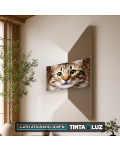 GATO ATIGRADO JOVEN