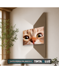 GATO PERSA BLANCO II