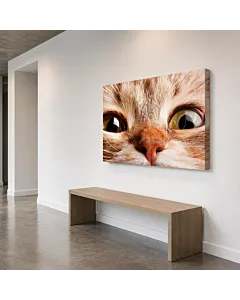 GATO PERSA BLANCO II
