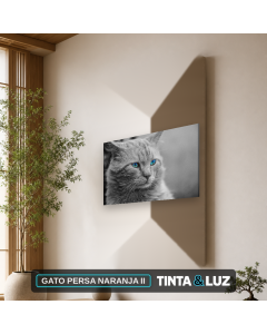 GATO PERSA NARANJA II