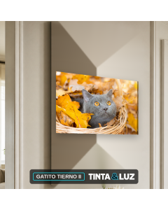 GATITO TIERNO II
