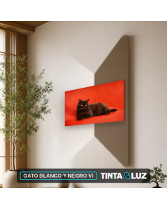 GATO BLANCO Y NEGRO VI
