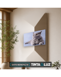 GATO BENGALÍ IV