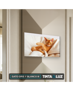 GATO GRIS Y BLANCO III