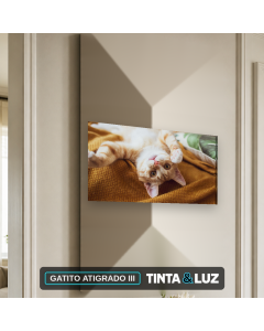 GATITO ATIGRADO III
