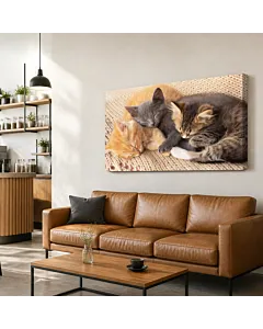 GATITOS JUGANDO