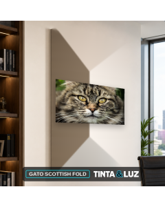 GATO SCOTTISH FOLD