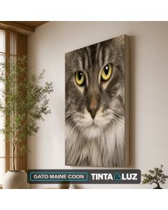 GATO MAINE COON