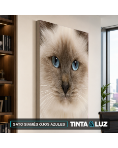 GATO SIAMÉS OJOS AZULES