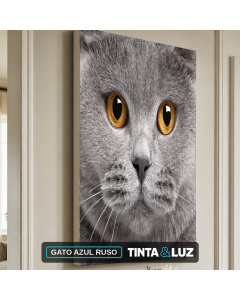 GATO AZUL RUSO