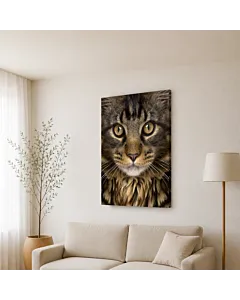 GATO MAINE COON II