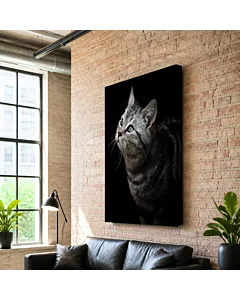 GATO GRIS OJOS VERDES