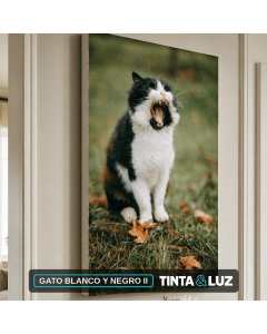 GATO BLANCO Y NEGRO II