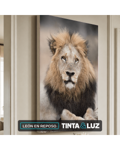 LEÓN EN REPOSO