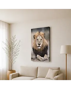 LEÓN EN REPOSO