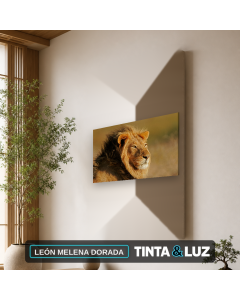 LEÓN MELENA DORADA