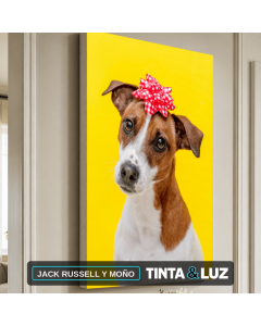 JACK RUSSELL Y MOÑO