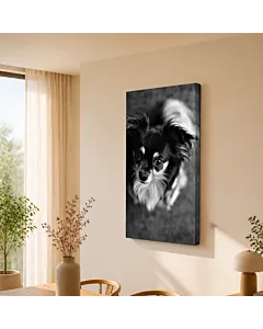 GALGO B&N