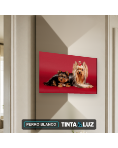 PERRO BLANCO