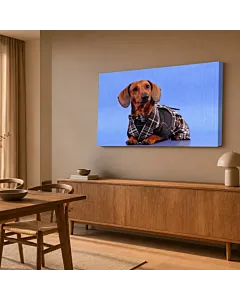 PERRO Y GAFAS