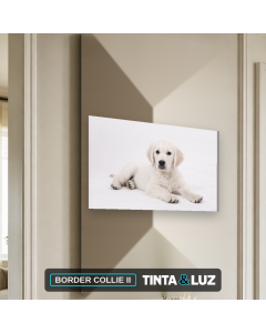 BORDER COLLIE II