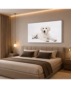 BORDER COLLIE II