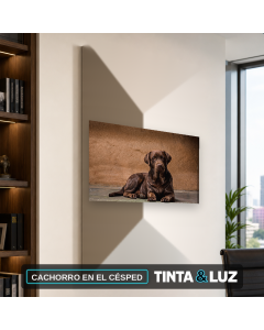 CACHORRO EN EL CÉSPED