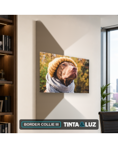 BORDER COLLIE III