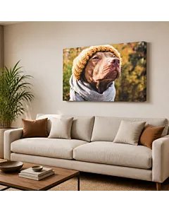 BORDER COLLIE III