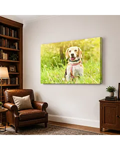 PERRO Y MARIPOSA