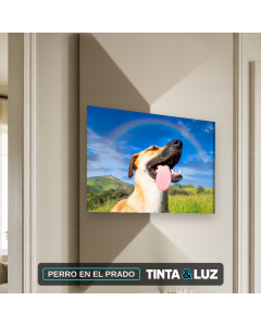 PERRO EN EL PRADO