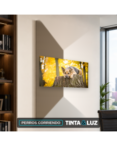 PERROS CORRIENDO