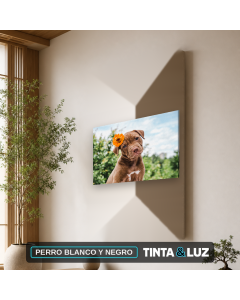 PERRO BLANCO Y NEGRO