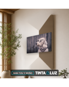 SHIH TZU Y MOÑO