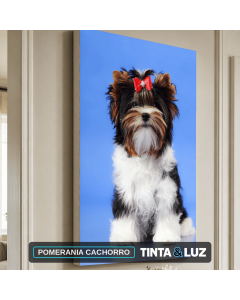 POMERANIA CACHORRO