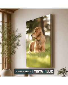 CHIHUAHUA V