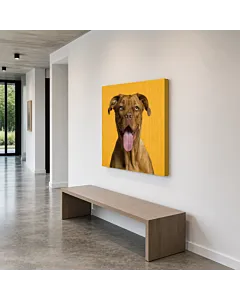 BULLDOG FRANCÉS III