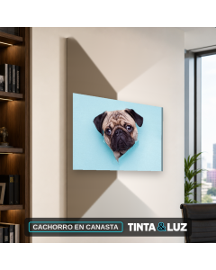 CACHORRO EN CANASTA