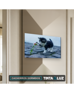 CACHORROS DORMIDOS