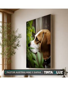 PASTOR AUSTRALIANO Y GAFAS