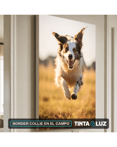 BORDER COLLIE EN EL CAMPO