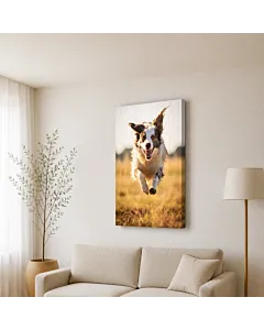 BORDER COLLIE EN EL CAMPO